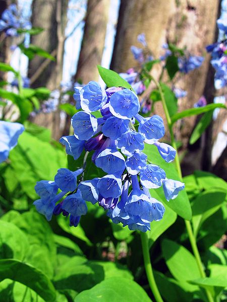 Mertensia - Wikipedia